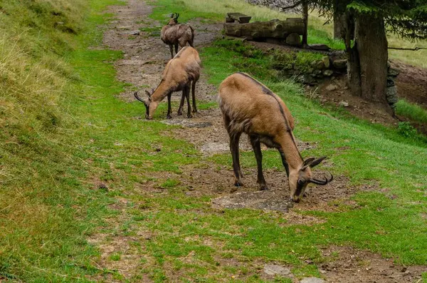 Chamois, Rupicapra rupicapra, kayalık tepede, arka planda orman, Chamonix vadisi Fransa 'nın yamaçları. Boynuzlu hayvanlı vahşi yaşam sahnesi. Güveci olan orman manzarası.
