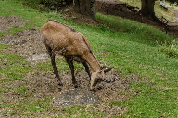 Chamois, Rupicapra rupicapra, kayalık tepede, arka planda orman, Chamonix vadisi Fransa 'nın yamaçları. Boynuzlu hayvanlı vahşi yaşam sahnesi. Güveci olan orman manzarası.