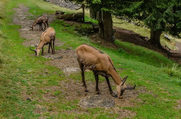 Chamois, Rupicapra rupicapra, kayalık tepede, arka planda orman, Chamonix vadisi Fransa 'nın yamaçları. Boynuzlu hayvanlı vahşi yaşam sahnesi. Güveci olan orman manzarası.
