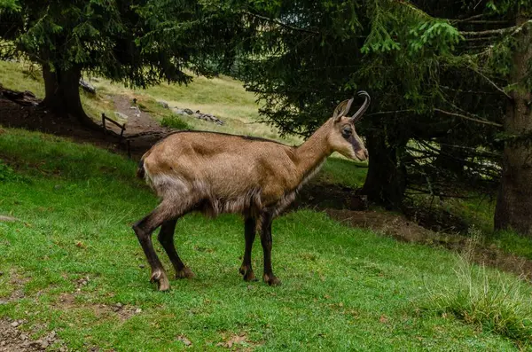 Chamois, Rupicapra rupicapra, kayalık tepede, arka planda orman, Chamonix vadisi Fransa 'nın yamaçları. Boynuzlu hayvanlı vahşi yaşam sahnesi. Güveci olan orman manzarası.