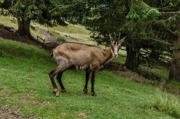 Chamois, Rupicapra rupicapra, kayalık tepede, arka planda orman, Chamonix vadisi Fransa 'nın yamaçları. Boynuzlu hayvanlı vahşi yaşam sahnesi. Güveci olan orman manzarası.