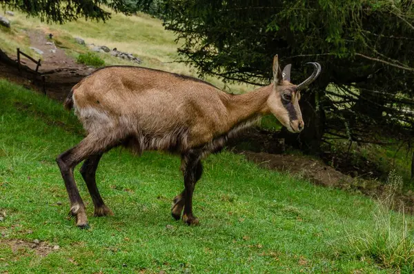 Chamois, Rupicapra rupicapra, kayalık tepede, arka planda orman, Chamonix vadisi Fransa 'nın yamaçları. Boynuzlu hayvanlı vahşi yaşam sahnesi. Güveci olan orman manzarası.