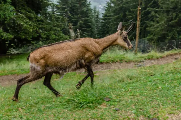 Chamois, Rupicapra rupicapra, kayalık tepede, arka planda orman, Chamonix vadisi Fransa 'nın yamaçları. Boynuzlu hayvanlı vahşi yaşam sahnesi. Güveci olan orman manzarası.