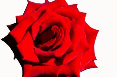 Canlı kırmızı bir gülün tam çiçeklenmiş, saf şeffaf bir arkaplanda izole edilmiş hali. Kadife yaprakların ve zengin rengin karmaşık spirali güzellik, tutku ve romantizmi temsil eder. Geçmişleri, tebrik kartları, romantik temalar için ideal.,