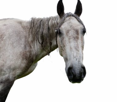 Islak gri at kafası, şeffaf arka planda izole edilmiş, hüzünlü ifadeli gözler ve at temalı içerikte kullanılmak üzere yeleler, hayvan hakları kampanyaları, veterinerlik görselleri veya sanatsal kompozisyonlar..