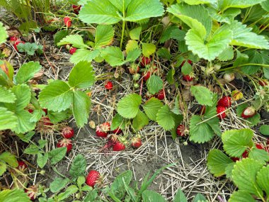 Yapraklarla çevrili bir bahçe yatağında yetişen olgun kırmızı çilekler. Organik doğal yaz meyvesi