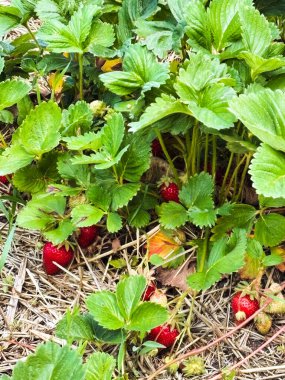 Yapraklarla çevrili bir bahçe yatağında yetişen olgun kırmızı çilekler. Organik doğal yaz meyvesi