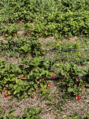 Yazın mavi gökyüzünün altında olgun kırmızı böğürtlenler ve yeşil bitkilerle dolu çilek tarlası.