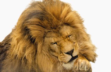 Erkek aslan başı, üzgün yüz ifadesini kapatır ve başını patilere koyar..