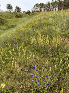 Ağaçlar, otlar ve bulutlu gökyüzü ile yeşil bir yaz yamacında açan renkli kır çiçekleri.