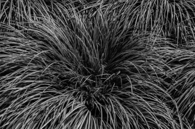 Siyah beyaz süs otunun dokusu güneş ışığı arka planında uzun yaprakların doğal deseniyle kaplıdır..