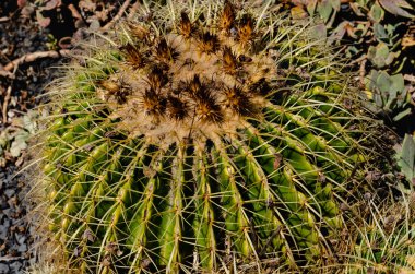 Altın fıçı kaktüs, sivri dikenleri ve kurutulmuş çiçeklerle kaplanmış taç kaplama, çöl bitkisi..