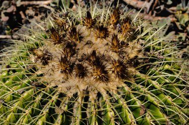 Altın fıçı kaktüs, sivri dikenleri ve kurutulmuş çiçeklerle kaplanmış taç kaplama, çöl bitkisi..