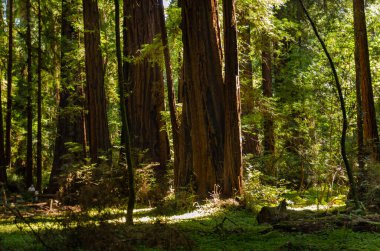 Henry Cowell Redwoods State Park.