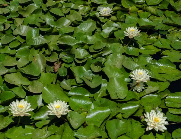 Güneş ışığında gölet yüzeyinde yüzen yeşil yapraklı beyaz nilüferler yaz mevsiminde su bitkileri..
