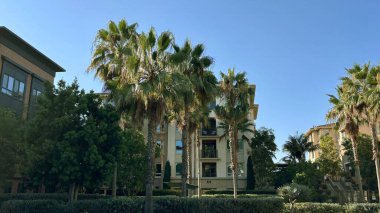 Playa Vista California 'da palmiye ağaçları ve manikürlü çimenleri olan konut binaları.