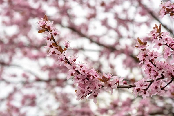 stock image Closeup of branch of blossom cherry tree