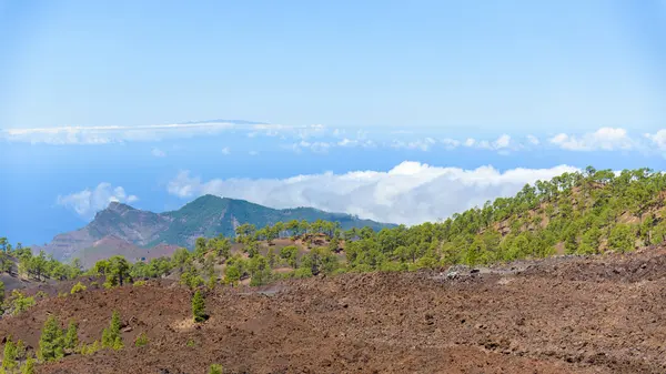 Stock image Volcanic landscape of Teide National Park on Tenerife overgrown by trees. Canary Islands, Spain