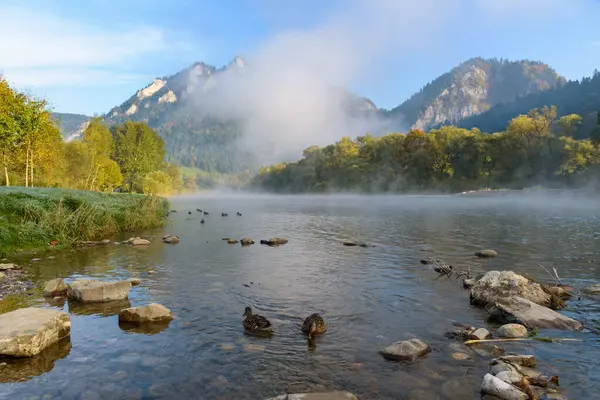 stock image Ducks on the Dunajec river at misty morning in Sromowce Nizne. Pieniny mountains, Poland