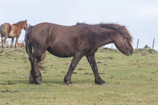 Cavalos Selvagens Castanhos Pastando Nas Montanhas Capelada Galiza Espanha — Fotografia de Stock