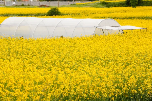 Flores Amarillas Colza Gran Campo Cultivado Con Invernadero Galicia España —  Fotos de Stock