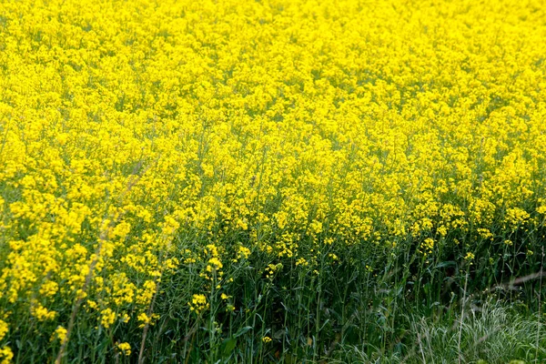 Flores Colza Amarillas Gran Campo Cultivado Galicia España —  Fotos de Stock