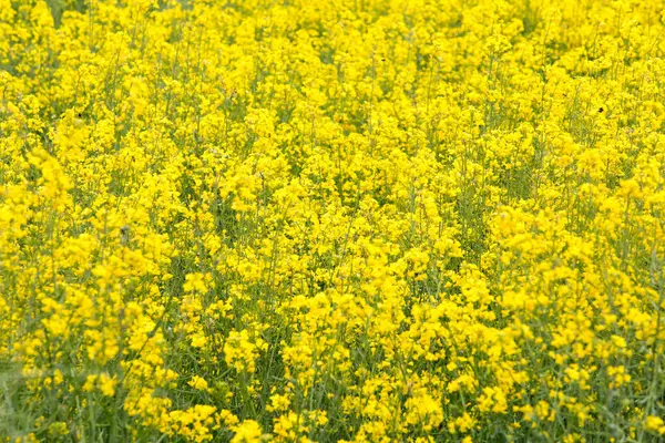 Жовті Квіти Ріпаку Великому Культивованому Полі Галичині Іспанія — стокове фото
