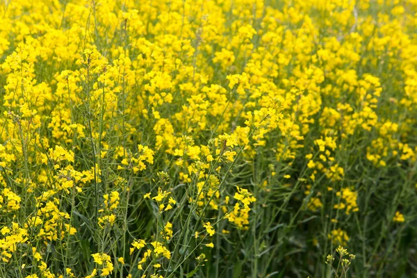 Žluté Řepkové Květy Velkém Obdělávaném Poli Galicii Španělsko — Stock fotografie