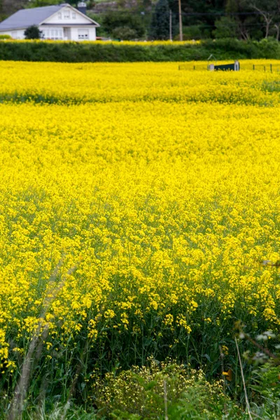 Κίτρινα Άνθη Ελαιοκράμβης Μεγάλο Καλλιεργούμενο Αγρό Στη Γαλικία Της Ισπανίας — Φωτογραφία Αρχείου