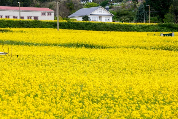 Flores Colza Amarela Grande Campo Cultivado Com Casas Fundo Galiza — Fotografia de Stock