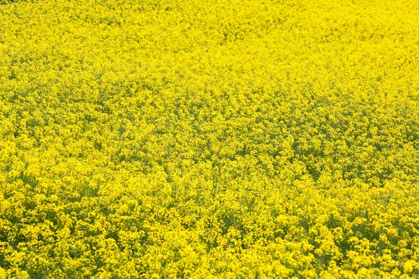 Жовті Квіти Ріпаку Великому Культивованому Полі Галичині Іспанія — стокове фото