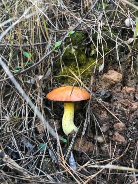 Bitki örtüsünde bir yabani mantar