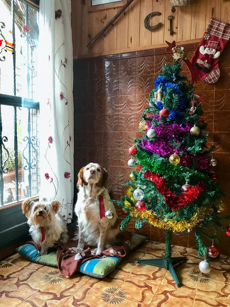 breton and york shire dogs posing next to the christmas tree