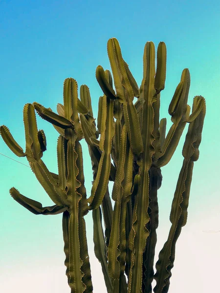 Large cathedral cactus (Euphorbia) with blue sky background