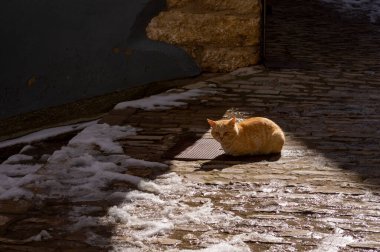 stray cat warming up in the sun on a snowy street