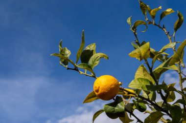 Yeşil yapraklı limon ağacı ve arkasında mavi gökyüzü olan sarı bir limon..