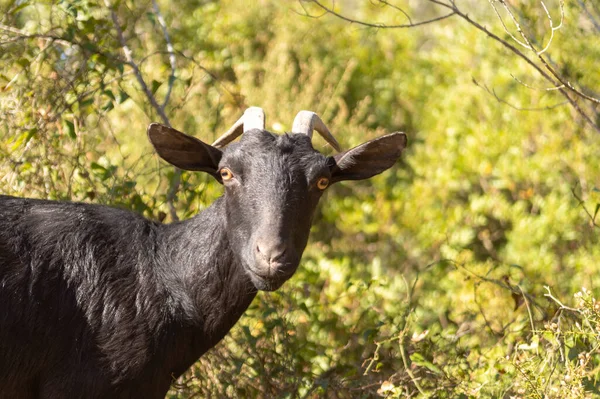 Portrait Black Goat Looking Camera Natural Background Out Focus — Stock Photo, Image