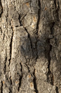 Işıklı ve gölgeli çam iğnelerinin görüntü dokusu