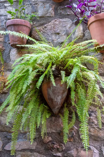 Stock image A plant is growing in a pot that is shaped like a heart. The plant is green and has a lot of leaves