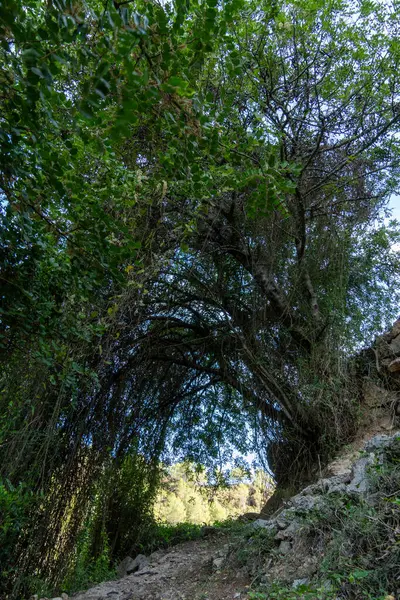 Ortasında büyük bir kemer yolu olan bir ağaç. Kemer yolu yapraklar ve dallarla çevrili.