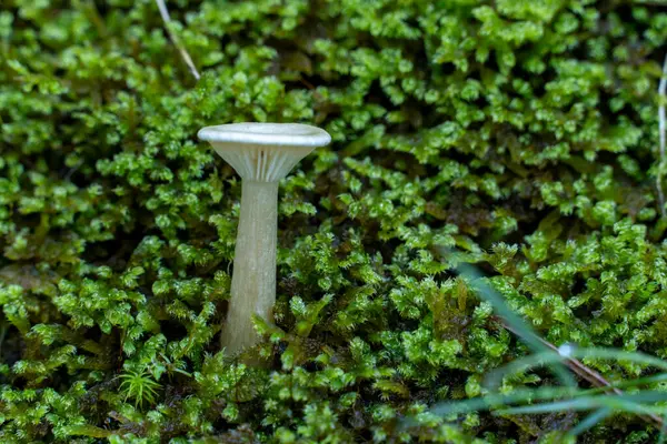 Yeşil yosun parçasının üzerinde bir mantar oturuyor. Mantar küçük ve beyaz. Yosun kalın ve yeşildir, zemini kaplar.