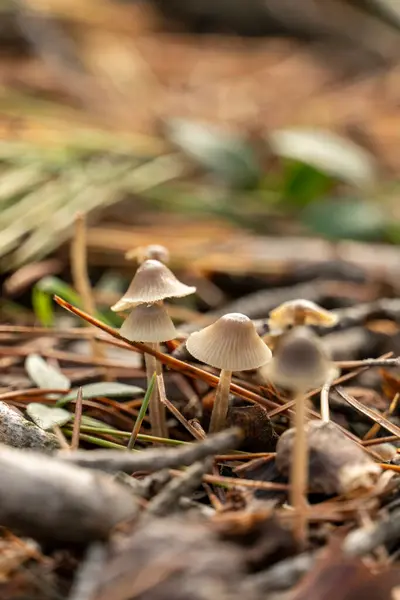 Yerde üç mantar var ve bunlardan biri en büyüğü. Mantarlar yapraklar ve dallarla çevrili. Sahneye doğal ve huzurlu bir hava katıyor.