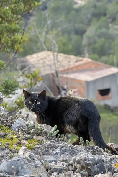 Kara bir kedi kayalık bir yamaçta yürüyor. Kedi, uzaktaki bir şeye bakıyor. Bu bölgede yaşayan tek canlı kedi olduğu için manzara huzurlu ve huzurlu.