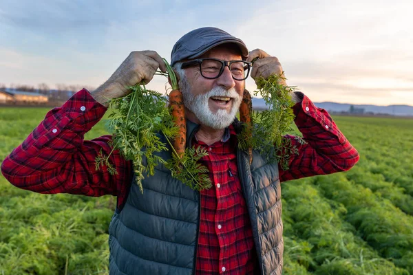 Funny senior farmer holding two fresh harvested carrots over ears in field in autumn