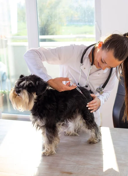 Young woman veterinarian applying injection to cute miniature schnauzer at ambulance on table. Pet health care and prevention concept