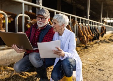 Kıdemli çiftçi ve veteriner kadın ahırdaki genç ineklerin önünde diz çöküp dizüstü bilgisayara bakıyorlar.