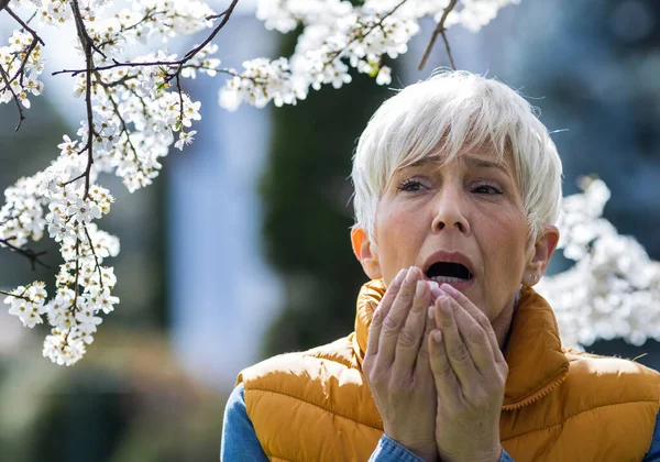 Afraid mature woman sneezing in napkin in front of blooming tree. Spring allergy attack concept