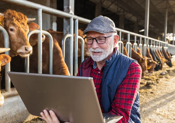 Mature farmer working on laptop in front of cows in stable