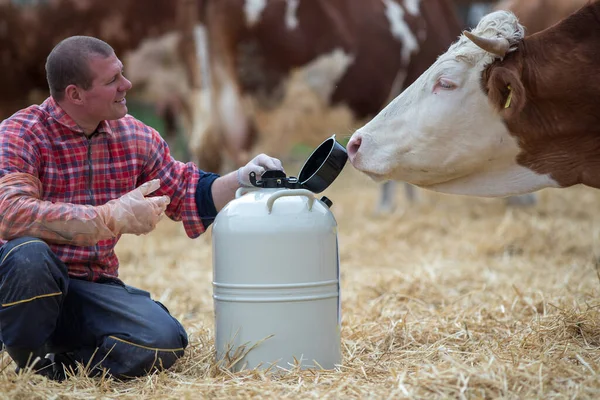 Young Veterinarian Crouching Liquid Nitrogen Tank Artificial Insemination Cows — Stock Photo, Image