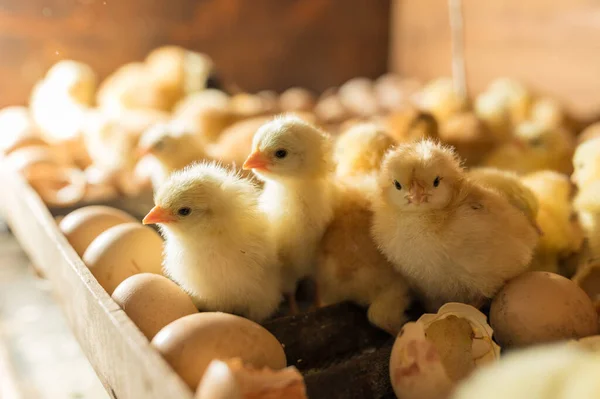 Вывожу Яйца Инкубатор Группа Маленьких Симпатичных Новорожденных Цыпочек — стоковое фото